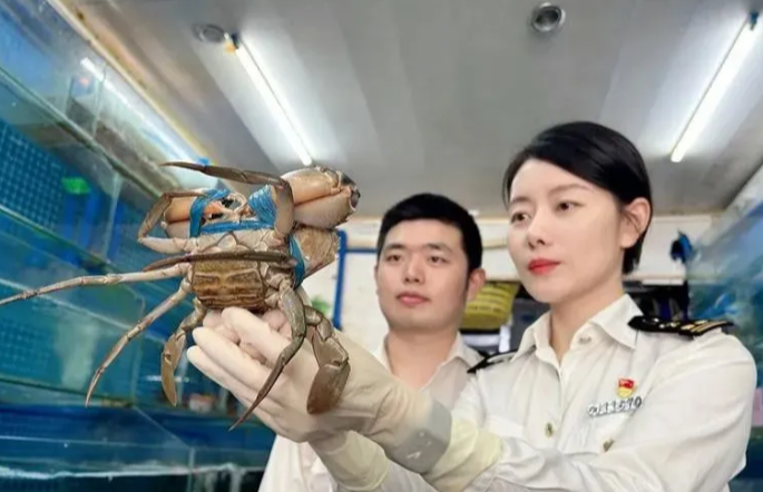 海南进口鲜虾报关