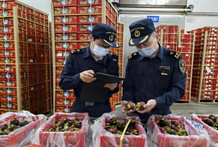 海南自贸港进口山竹果报关清关