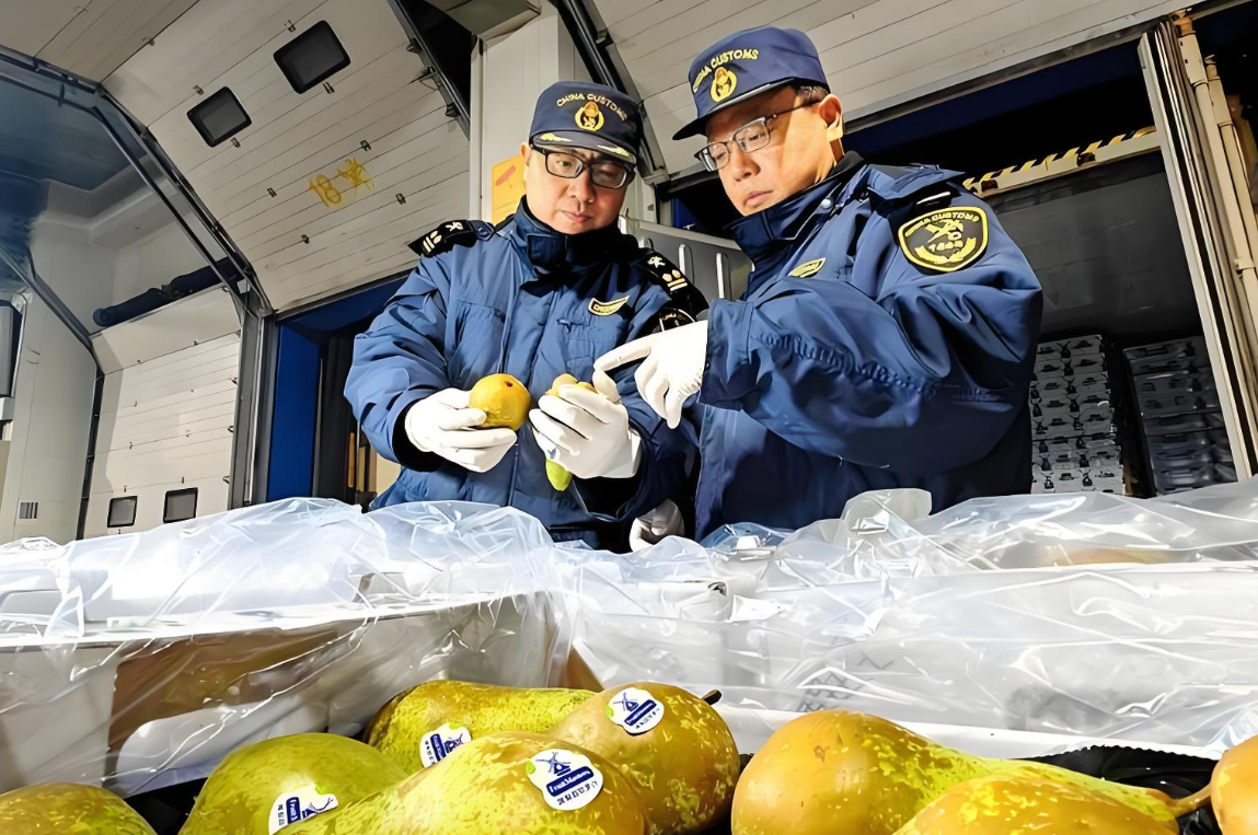 海南零关税进口鲜梨通关流程