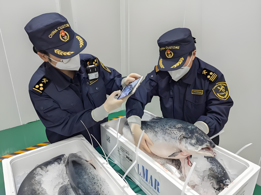 海南进口大西洋鲑鱼三文鱼通关流程