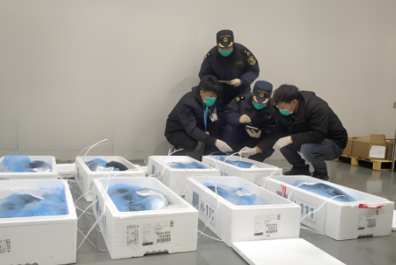 海南自贸港零关税进口鲱鱼报关清关