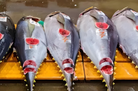 海南自贸港进口金枪鱼、鲣及狐鲣报关清关
